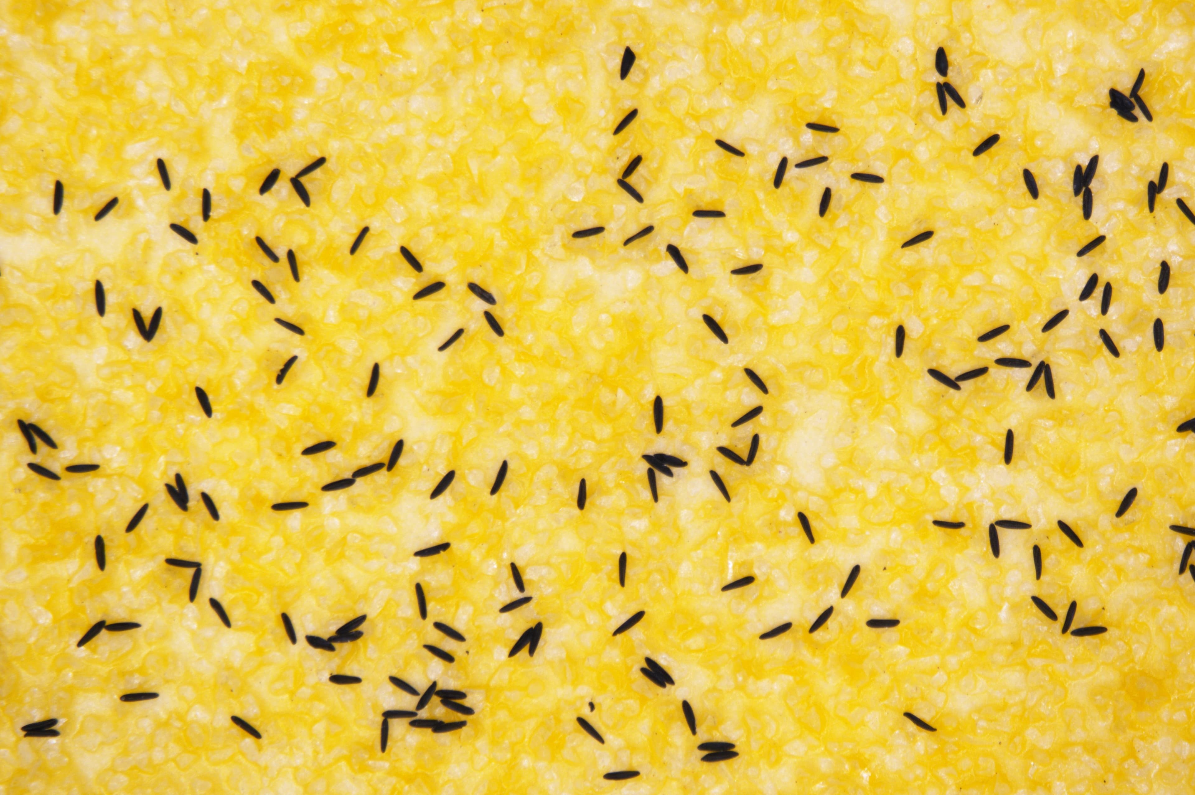 Huevos de Aedes aegypti en ovitrampa