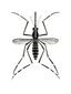 Aedes aegypti