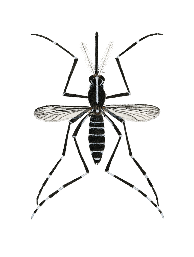 Aedes aegypti